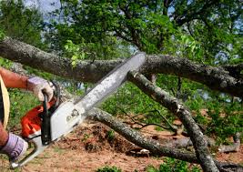 Best Fruit Tree Pruning  in Duquesne, MO